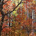 Autumn Colors