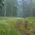 A Forest Visitor