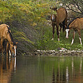Wild Along the River