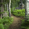 A Tranquil Path 