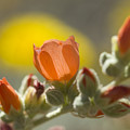Globe Mallow Glow