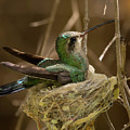 Mama Hummingbird