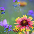 Spring Colors