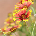 Summer Daisies