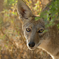 Coyote Portrait
