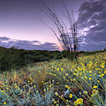 Wildflowers at Dawn