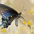 Pipevine Swallowtail